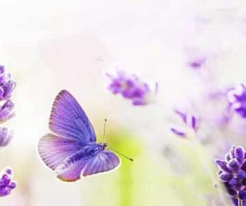 Sănătate și frumusețe de la SpringFarma