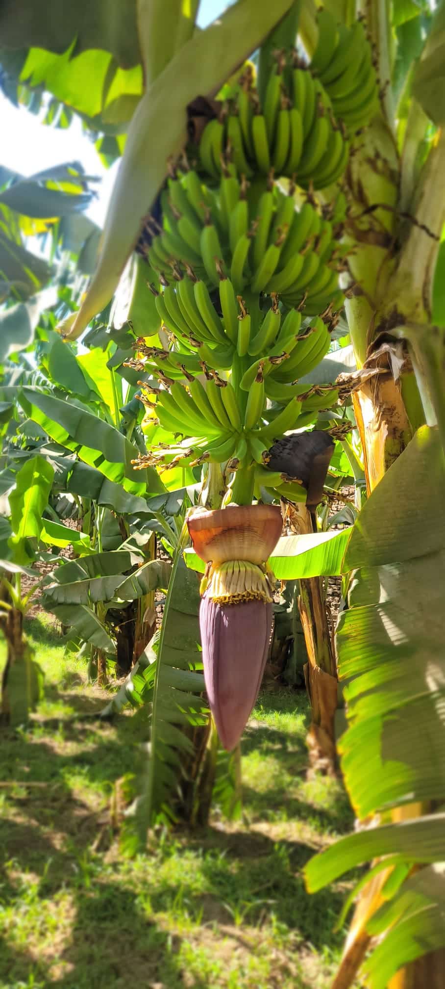 Jaz Aquamarine Resort Hurghada (262)