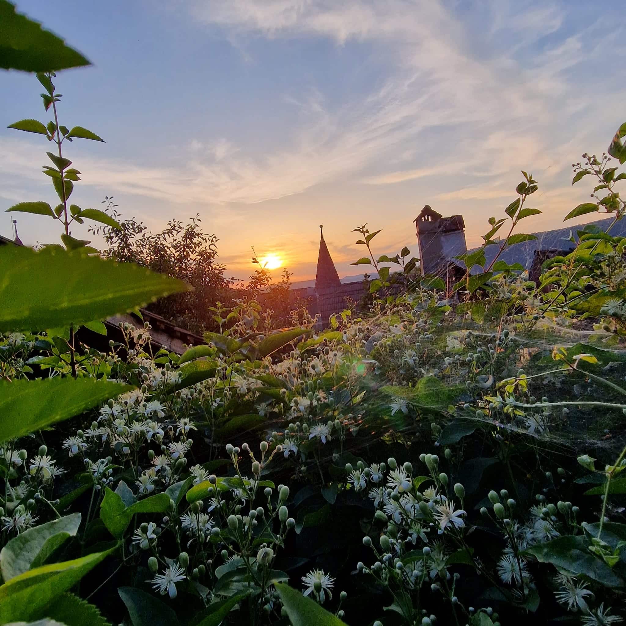Călătorie la Sighișoara: locuri de vizitat și sfaturi utile Lady in Black Cimitirul evanghelic Sighisoara 2
